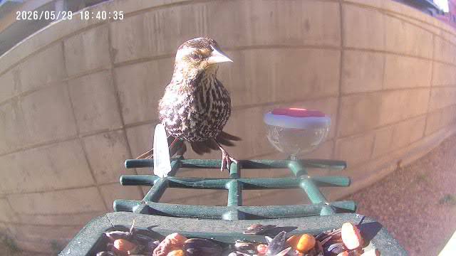 Red-winged Blackbird at Rita's feeder