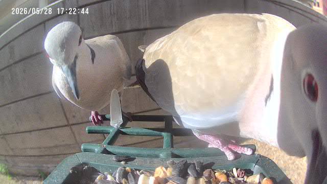 Eurasian Collared-Dove at Rita's feeder