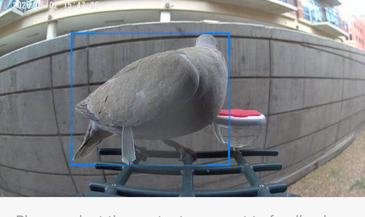 Eurasian Collared-Dove at Rita's feeder
