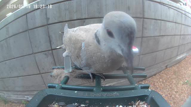 Mourning Dove at Rita's feeder