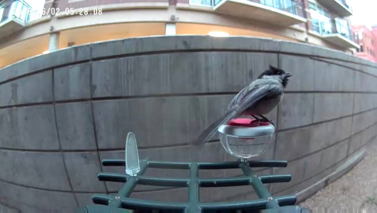 Black-capped Chickadee at Rita's feeder
