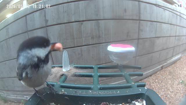 Black-capped Chickadee at Rita's feeder