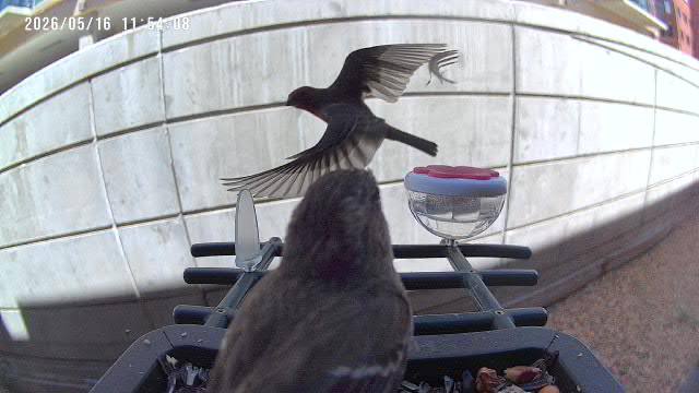Red-winged Blackbird at Rita's feeder