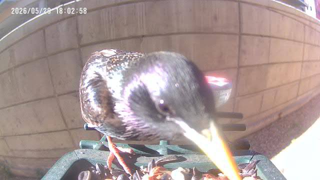 European Starling at Rita's feeder