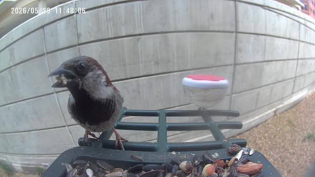 House Sparrow at Rita's feeder