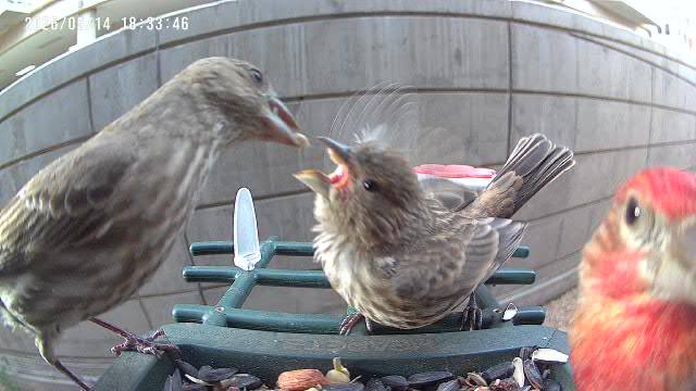 House Finch at Rita's feeder