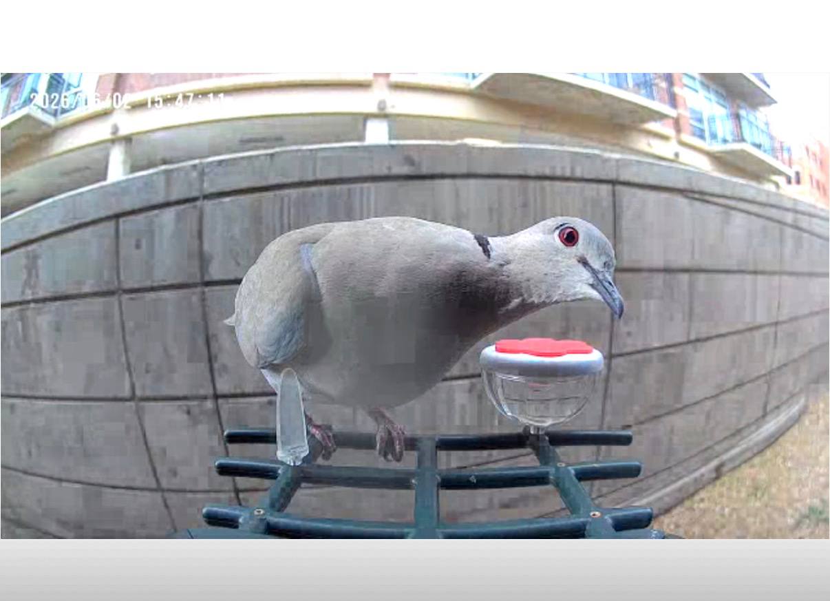 Eurasian Collared-Dove at Rita's feeder